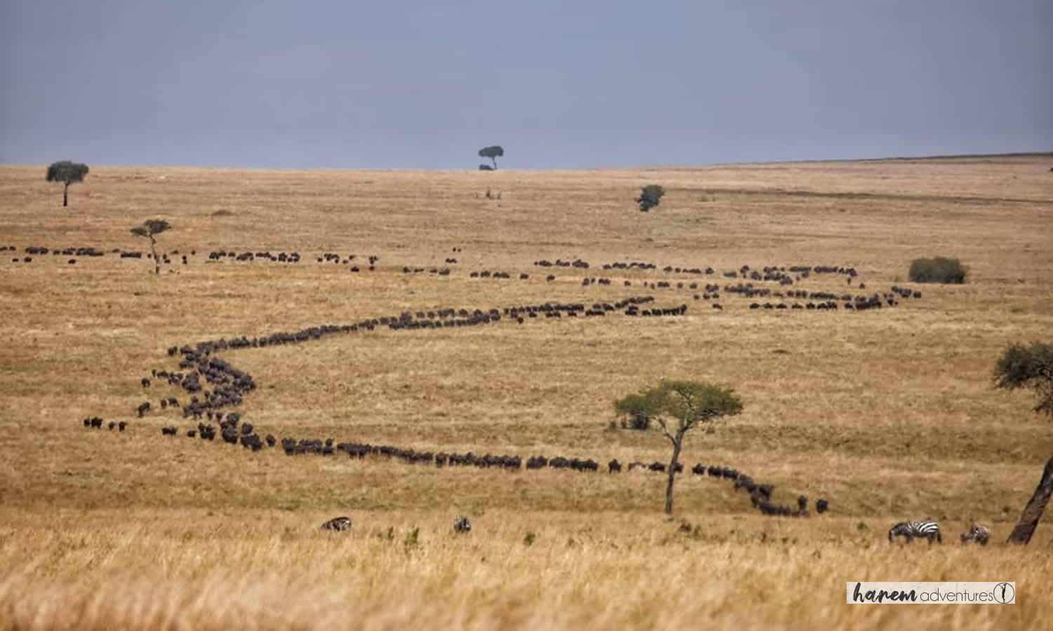 THE HERD TRACKER